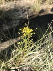 Cleomella plocasperma