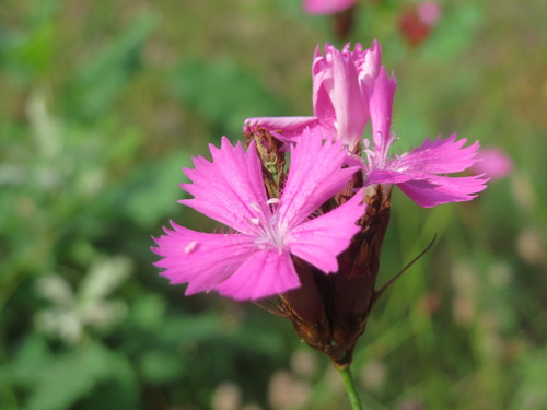 Dianthus carthusianorum