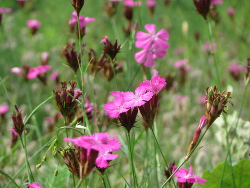 Dianthus carthusianorum