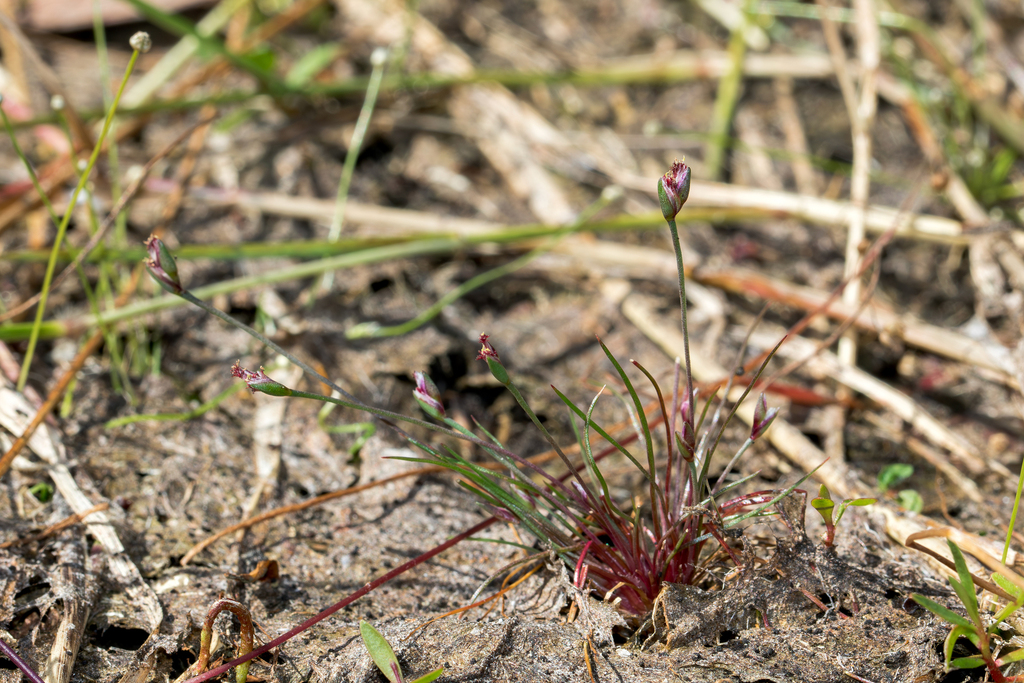 Centrolepis banksii (Centrolepis banksii)