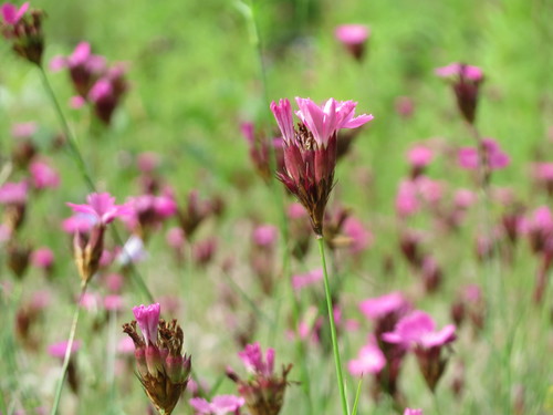 Dianthus carthusianorum