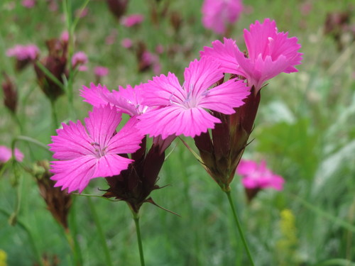 Dianthus carthusianorum
