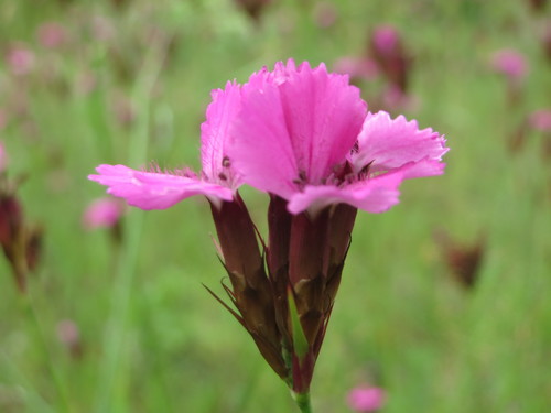 Dianthus carthusianorum