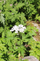 Achillea macrophylla
