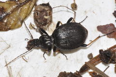 Cychrus attenuatus