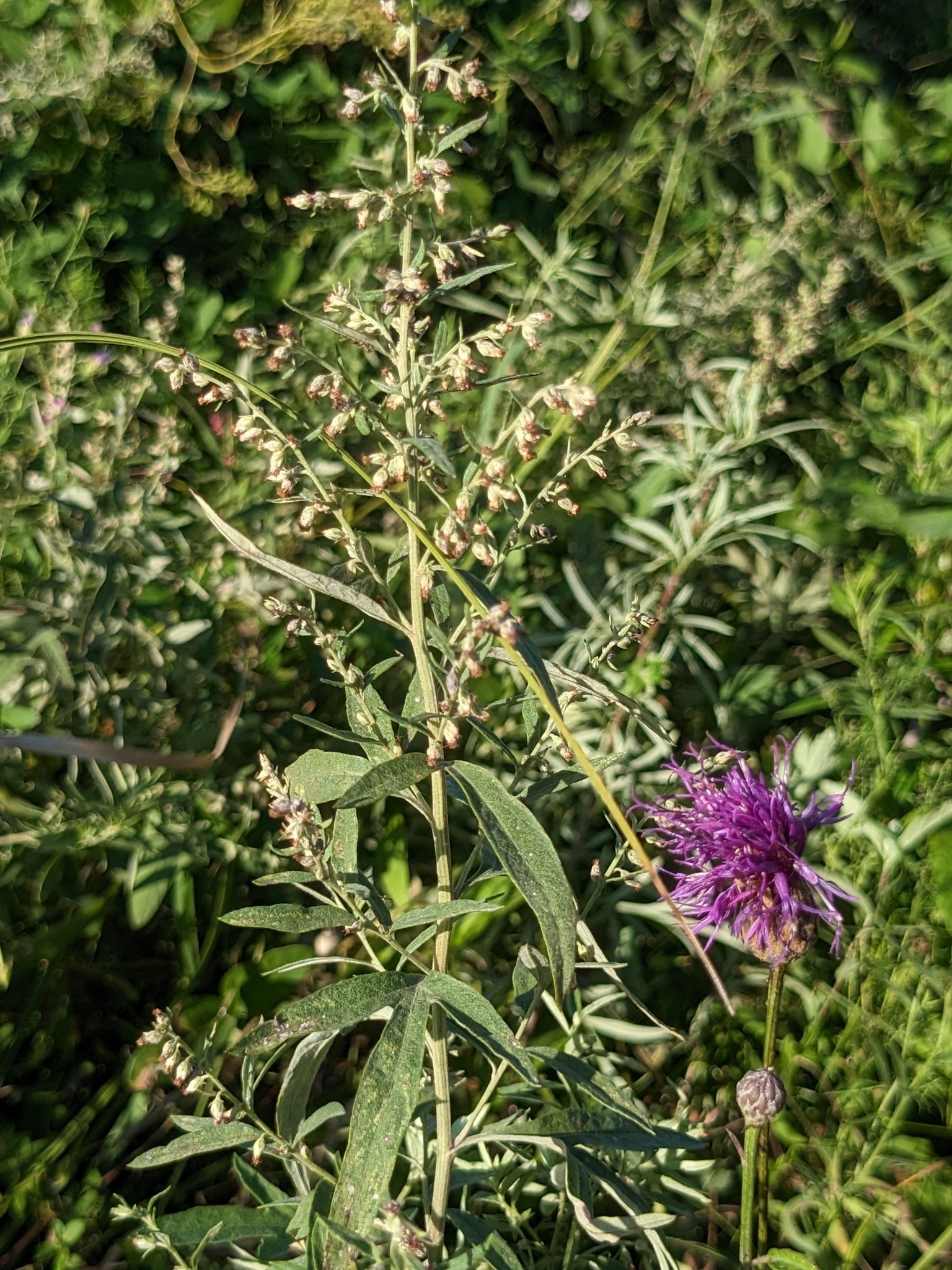 Silvery Wormwood (Artemisia argyi)