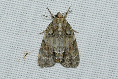 Acronicta ovata