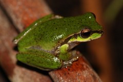 Ranoidea pearsoniana