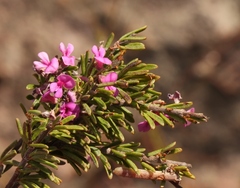 Indigofera pappei