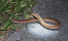 Pygopus lepidopodus