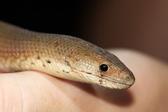 Pygopus lepidopodus
