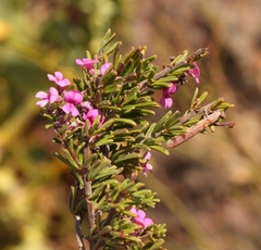 Indigofera pappei