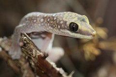 Oedura tryoni