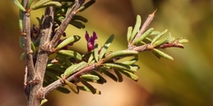 Indigofera pappei