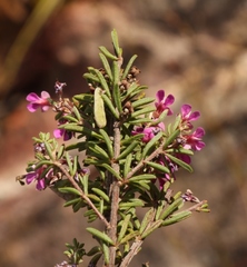 Indigofera pappei
