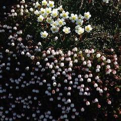 Harrimanella hypnoides