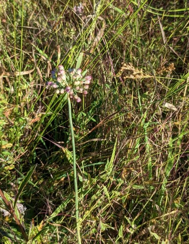 Allium sacculiferum