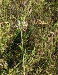 Allium sacculiferum, photograph (c) Repina Tatyana, some rights reserved (CC BY)