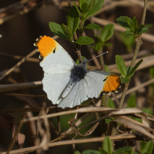 Falcate Orangetip photo 6