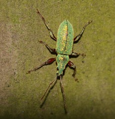 Phyllobius argentatus