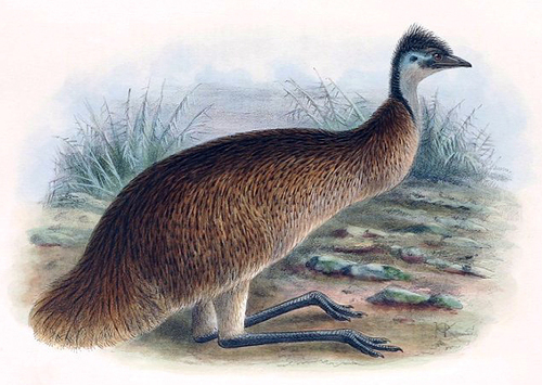 Tasmanian Emu (Subspecies Dromaius novaehollandiae diemenensis