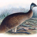 Tasmanian Emu - Photo John Gerrard Keulemans, no known copyright restrictions (public domain)