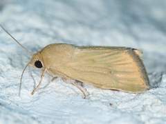 Heliocheilus paradoxus