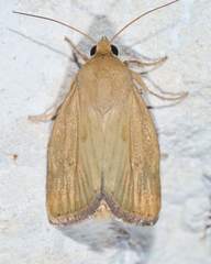 Heliocheilus paradoxus