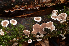 Metuloidea rhinocephala