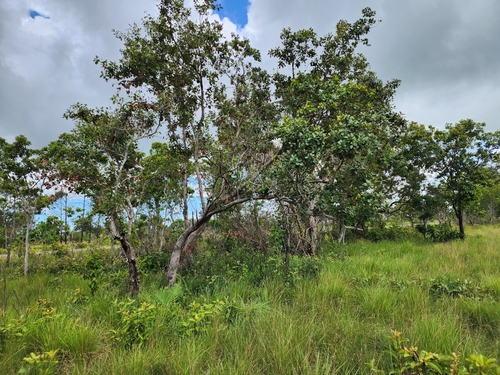 Quercus oleoides (Quercus oleoides)
