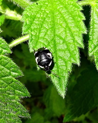 Tritomegas sexmaculatus