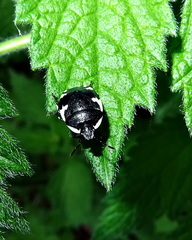 Tritomegas sexmaculatus