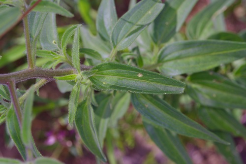 Image of Palafoxia hookeriana by (c) Michelle W. （鍾偉瑋）, some rights reserved (CC BY)