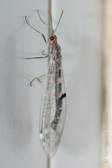 Megistopus flavicornis