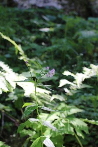 Epilobium alpestre (Epilobium alpestre)