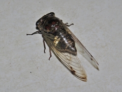 Cryptotympana acuta
