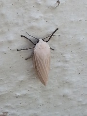 Creatonotos transiens vacillans