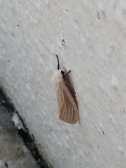 Creatonotos transiens vacillans