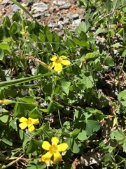Oxalis suksdorfii