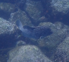 Dermatolepis dermatolepis