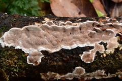 Metuloidea rhinocephala