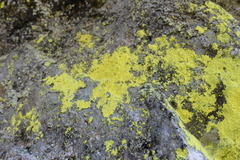 Chrysothrix chlorina