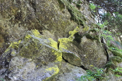 Chrysothrix chlorina