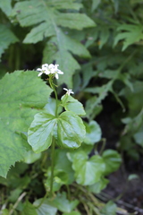 Cardamine asarifolia