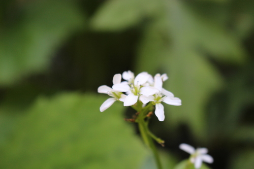 Image of Asarum-Leaved Bittercress (Cardamine asarifolia) by (c) Fabien Piednoir, some rights reserved (CC BY-SA)