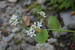 Cardamine asarifolia