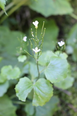Cardamine asarifolia