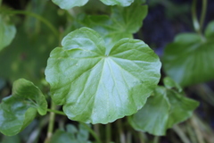 Cardamine asarifolia