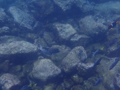 Dermatolepis dermatolepis