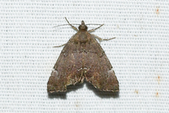 Cutina aluticolor
